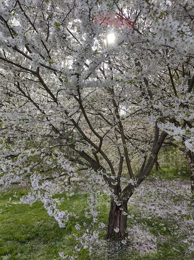 Belmont Plateau Softball Fields photo 2