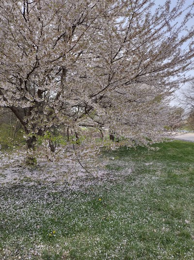 Belmont Plateau Softball Fields photo 5
