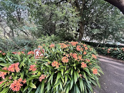 Big Rec - Nealon Diamond photo 5