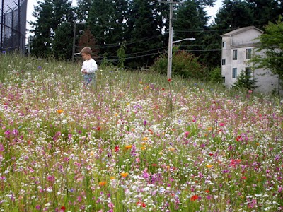 Bitter Lake Playfield
