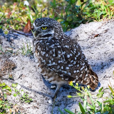 Brian Piccolo Sports Park & Velodrome photo 5