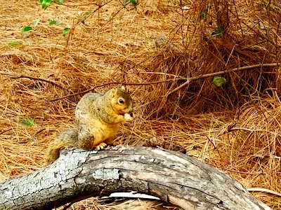 El Dorado Park West photo 5