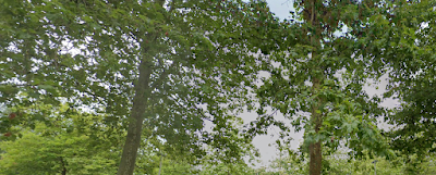 Grass Lawn Park Softball Field photo 3