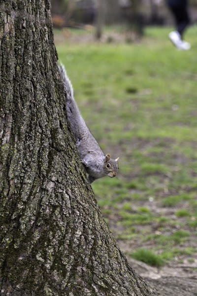 Great Lawn Softball Field #1 photo 5