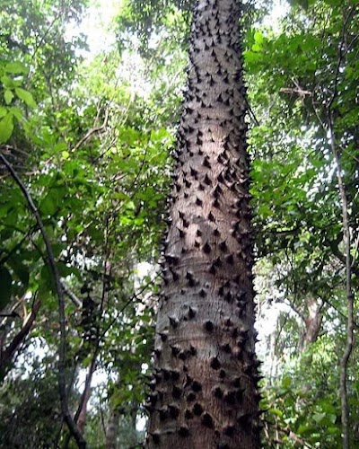 Great Lawn Softball Field #3 photo 4