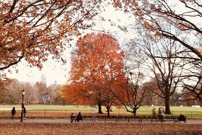 Great Lawn Softball Field #3 photo 5