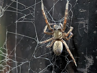 James P. Lang Athletic Fields photo 5