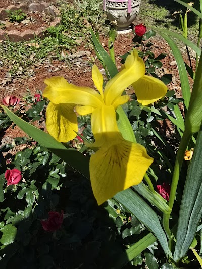 LaSalle Prk - Softball photo 4