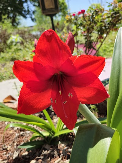 LaSalle Prk - Softball photo 5