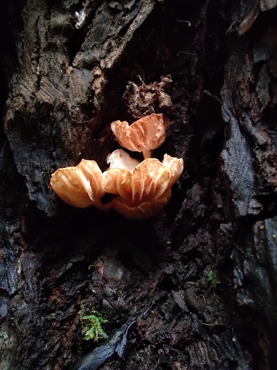 Lower Woodland Park Ballfields photo 4