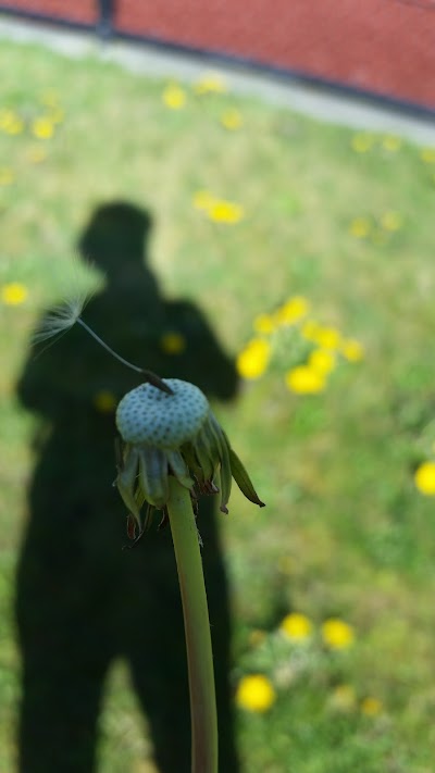Meridian Park Baseball Field photo 4