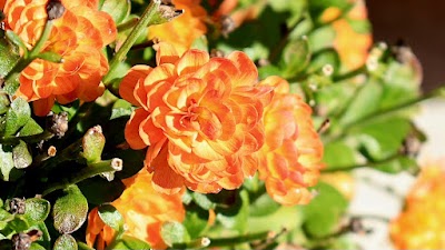 Middleburg Association of Athletics photo 2