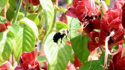 Middleburg Association of Athletics photo 3