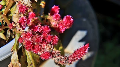 Middleburg Association of Athletics photo 4