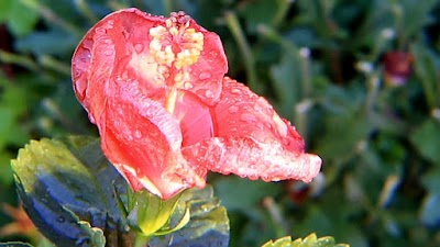 Middleburg Association of Athletics photo 5