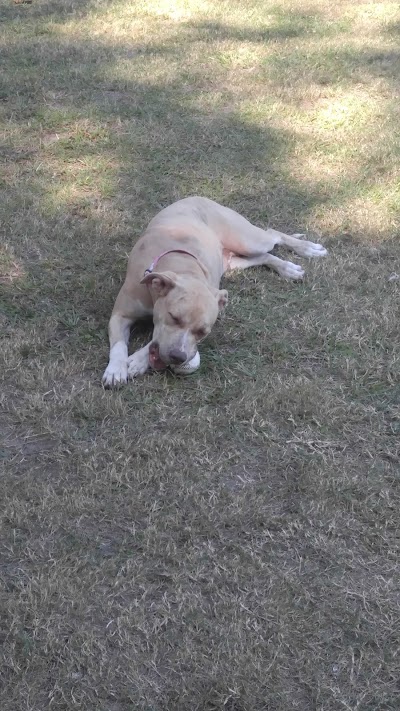 Murray Hill Athletic Association photo 5