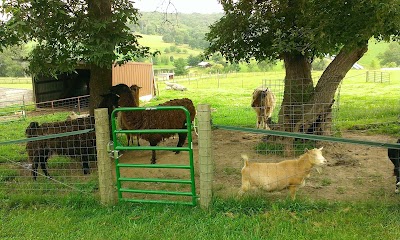 Near West Little League