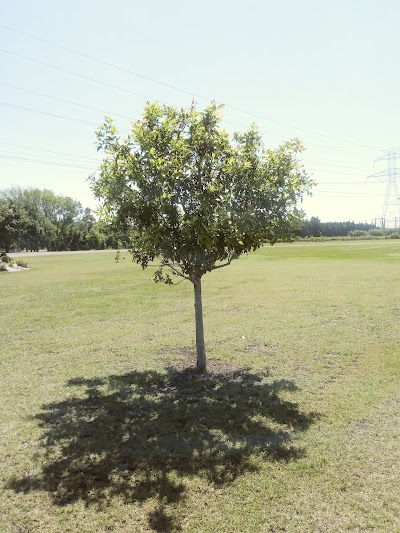 North Texas Premier Sports Baseball Tournaments photo 3