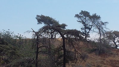 Northeast Los Angeles Little League photo 5