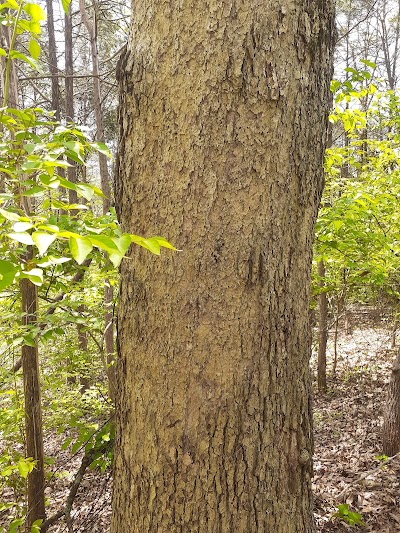 Seven Oaks Baseball Field photo 2