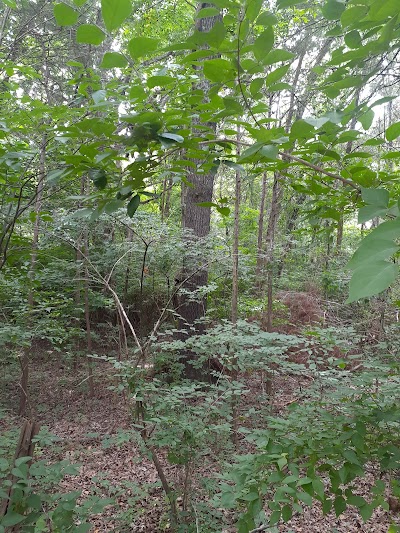 Seven Oaks Baseball Field photo 5