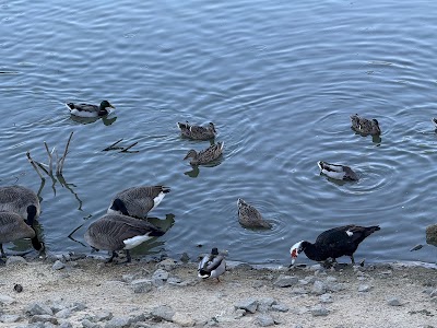 Shorty Howell Park photo 5