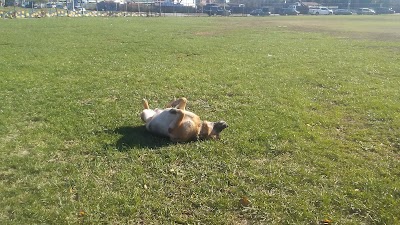 Six Diamonds photo 4