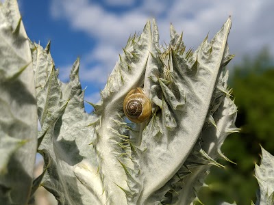 Snug Harbor Little League photo 3