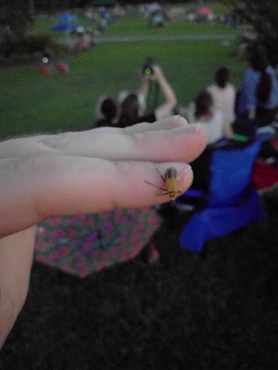 Softball Complex-C photo 3