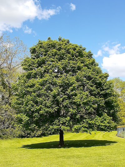 Sycamore Creek Park Softball Fields photo 4