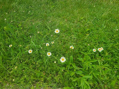 Tom Sawyer Park softball fields photo 2