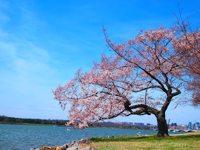 West Potomac Park Ballfield #2 photo 4
